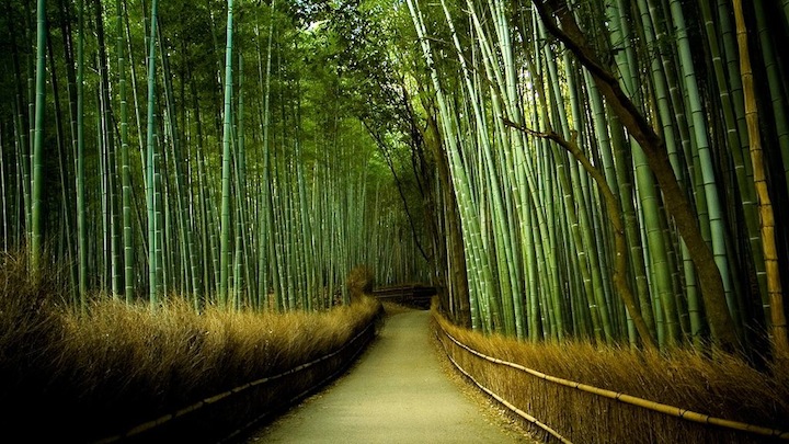 Jardin bambu
