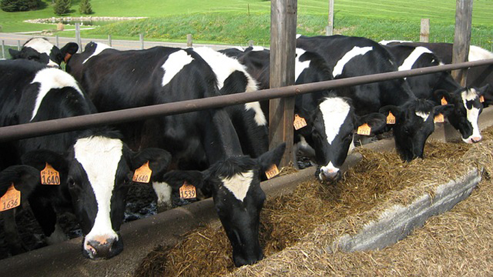 vacas-leche